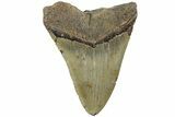 Fossil Megalodon Tooth - North Carolina #226501-2